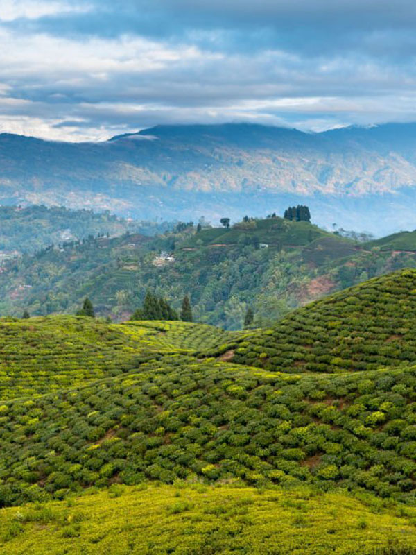 tea-gardens-of-darjeeling-mayuk-holidays-siliguri