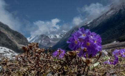 Himalayan-Primrose-at-Yumthang-valley-Sikkim