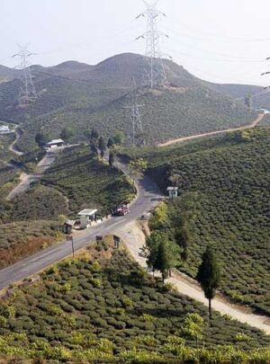 tingling-view-point-mirik