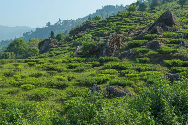 best-time-to-visit-kurseong-mayuk-holidays