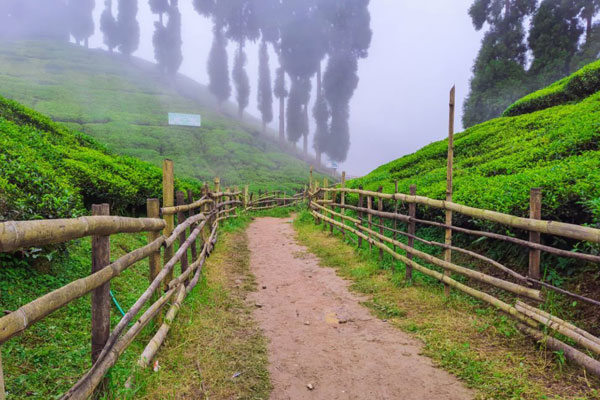 gopaldhara-tea-estate-north-bengal-tourism-mayuk-holidays-siliguri